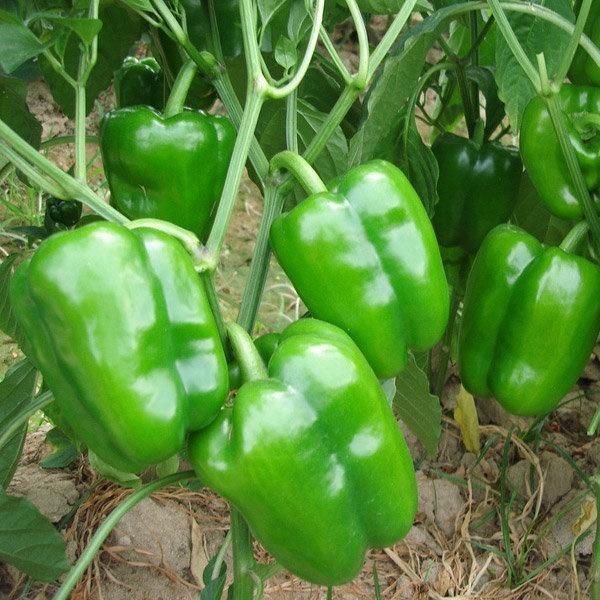 [HCM]Hạt giống ớt chuông xanh dễ trồng - Tặng gói hạt ngẫu nhiên