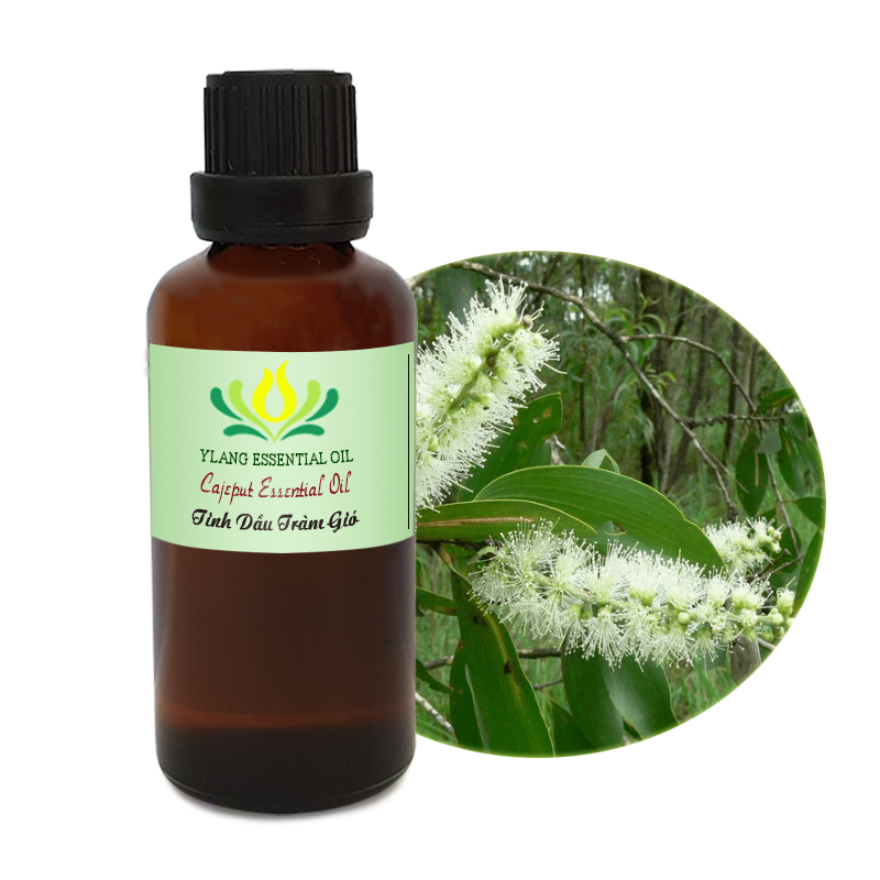 Tinh dầu Tràm Gió (Cajeput) - 100ml