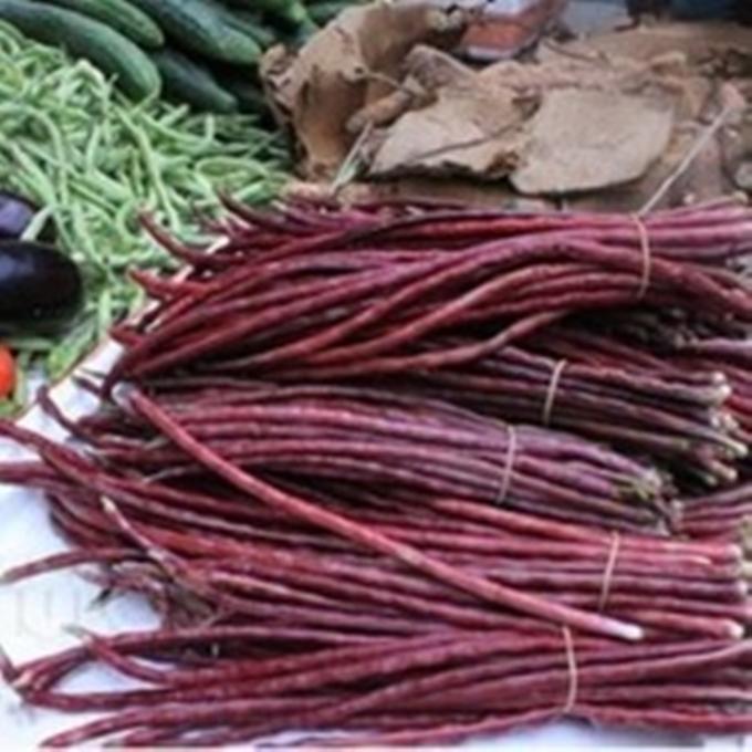 Hạt giống Đậu đũa đỏ