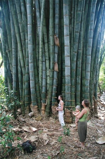 Cây giống tre Thái Lan khổng lồ
