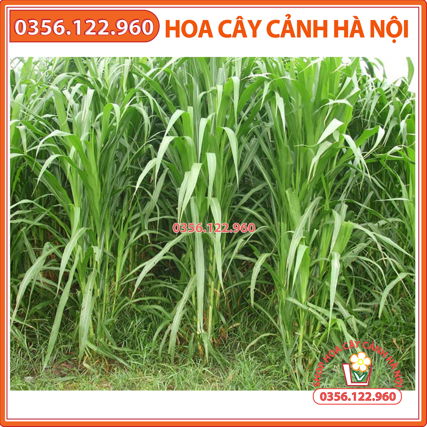 Hạt giống cỏ chăn nuôi - cỏ voi lai 1kg