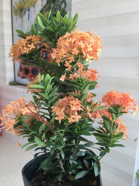 Hoa mẫu đơn màu vàng cam siêu hoa