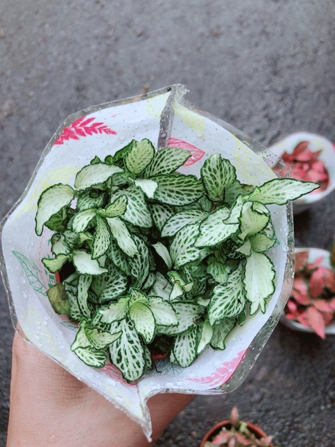 Cẩm Nhung (lá may mắn) xanh trắng