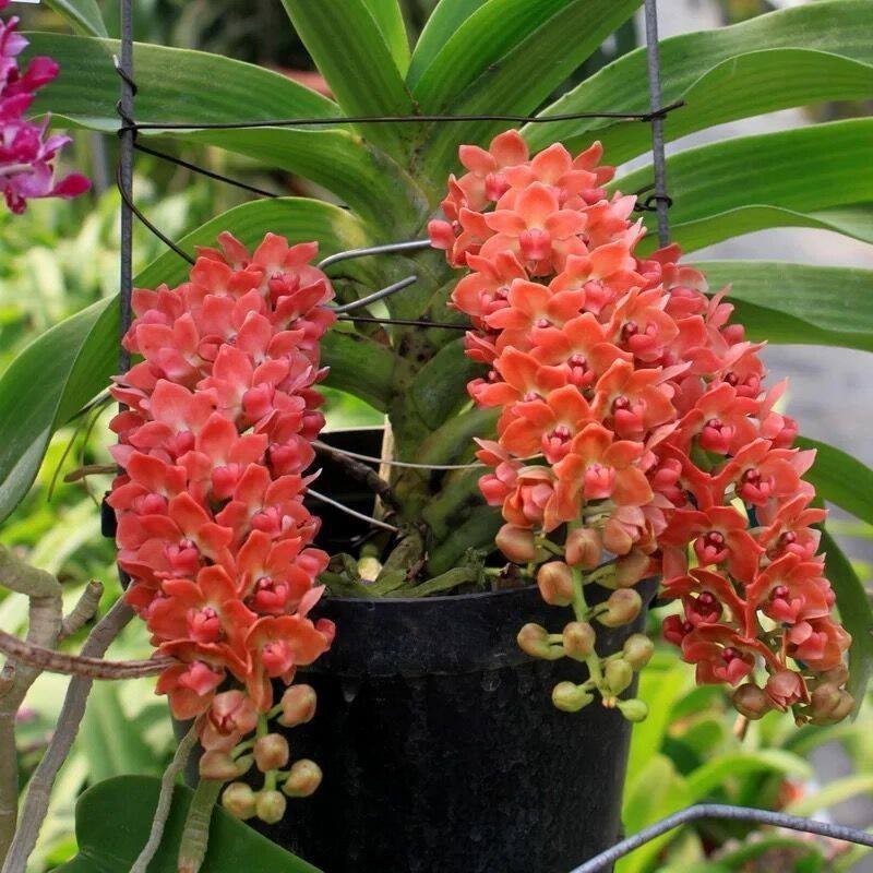 PHÂN BÓN CHUYÊN DÙNG CHO HOA LAN ORGANIC 70% ORCHID GREEN – KÍCH RỄ MẠNH, LÁ XANH, HOA TO ĐẸP
