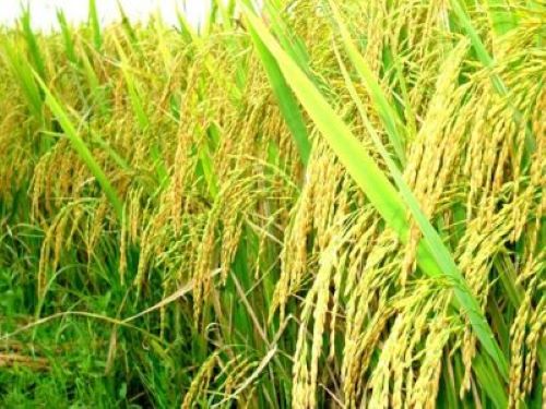 Gạo ST25 Long Châu Lúa Tôm 66( Chứng Nhận Xuất Khẩu BRC Châu Âu)