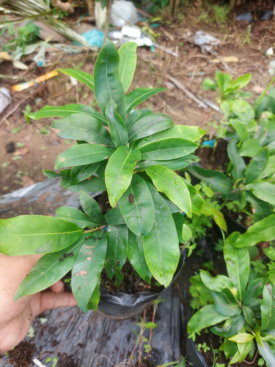 Mai Vàng Bonsai Mini (Giống Giảo Thủ Đức)