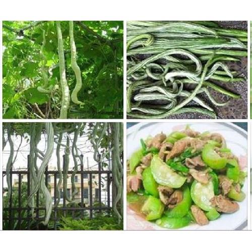 Hạt giống mướp rắn quả dài - 5 hạt/gói Tặng gói kích hạt nảy mầm