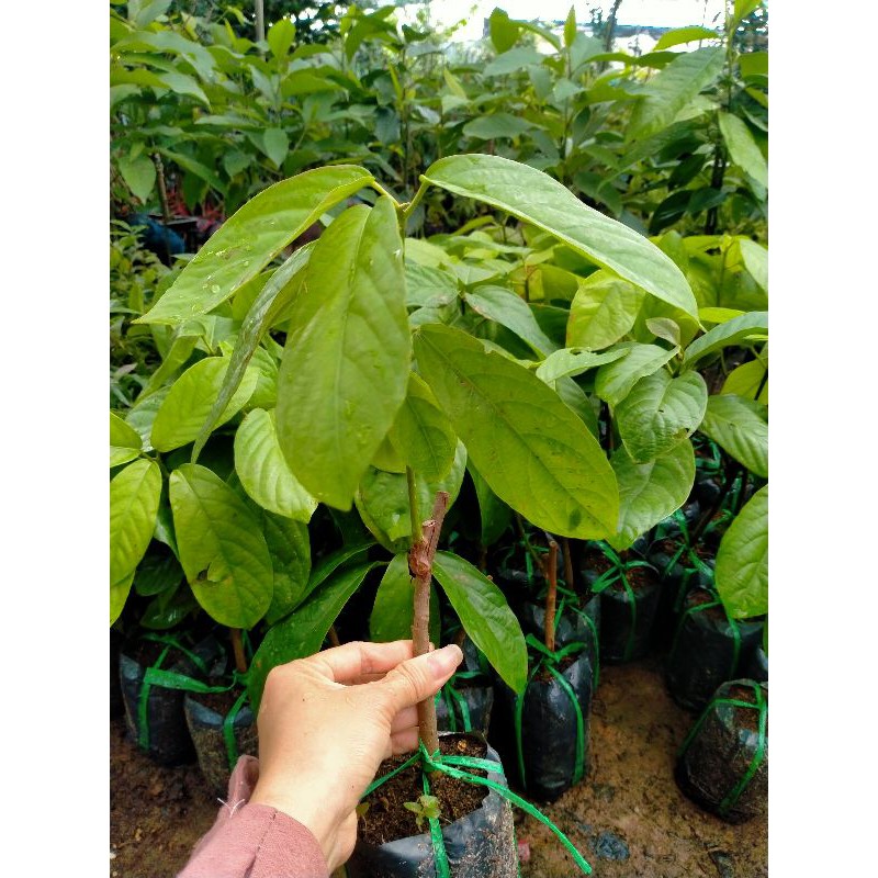 Cây dâu da đất giống chuẩn f1