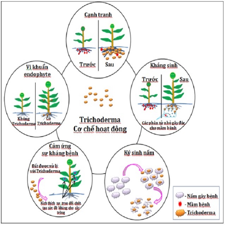 [HCM]TRICHODERMA :Vi nấm đối kháng-Phòng bệnh chết nhanh chết chậm-gói 500G