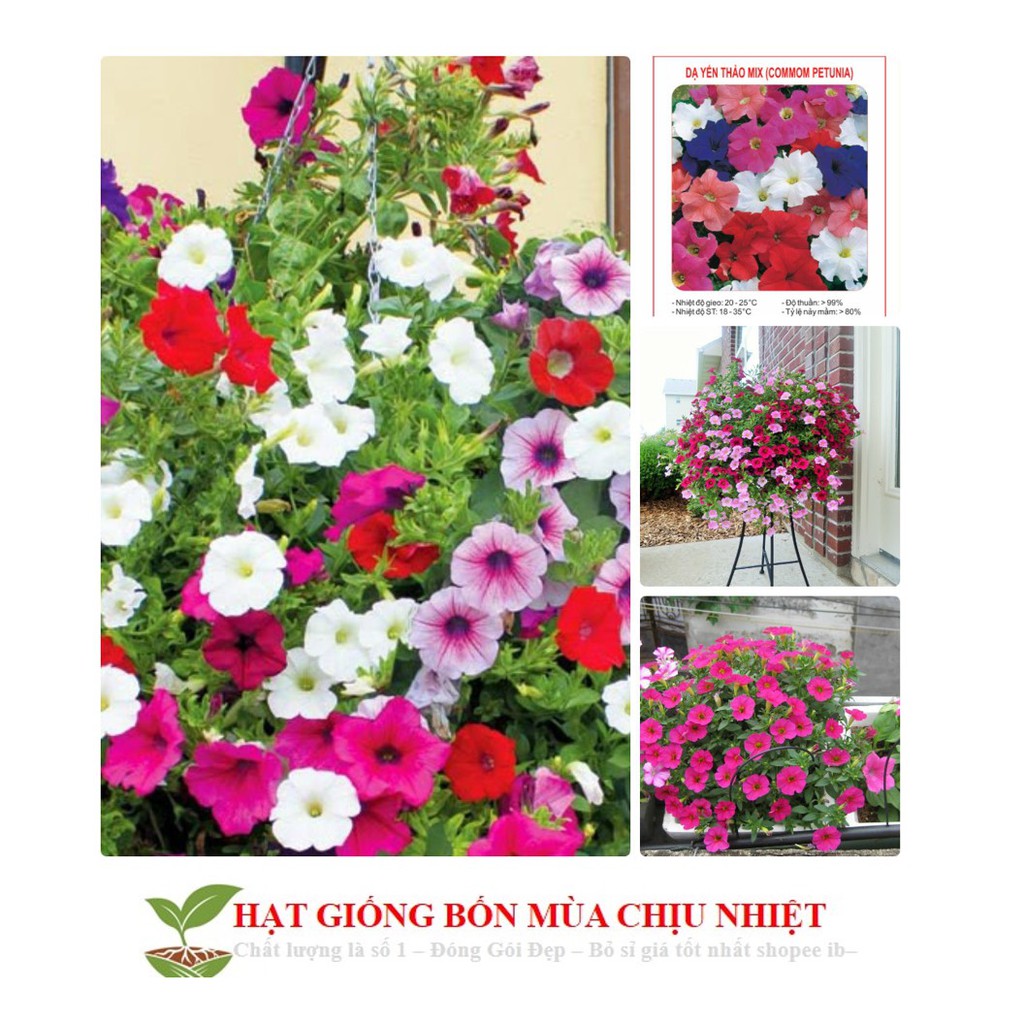 HG6 Hạt Giống Dạ yến thảo Mix 100 Hạt/ Gói