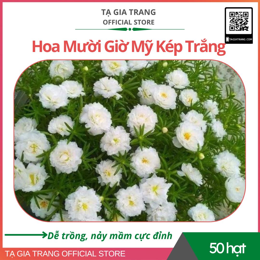 Hạt giống hoa mười giờ mỹ kép trắng - gói 50 hạt