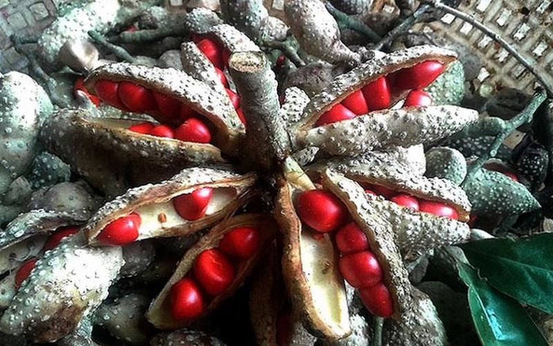 Hạt Dổi Đặc Sản Tây Bắc 200g tặng kèm hạt mắc khén