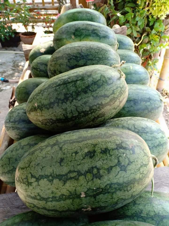 [HCM]Gói 1GR hạt giống Dưa Hấu Lai F1 Tiên Đồng