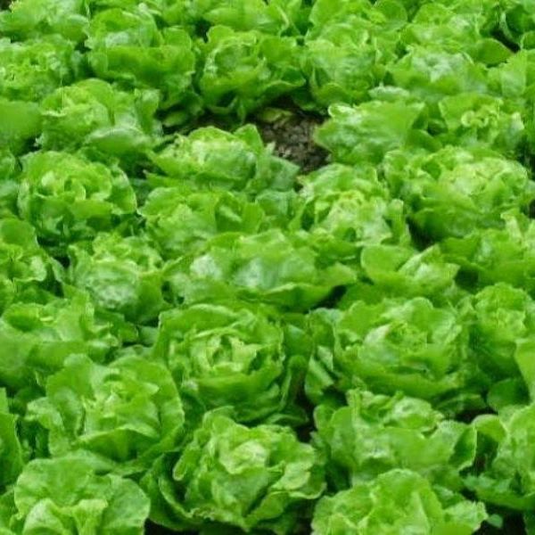 Hạt Giống Xà Lách Búp Nhiệt Đới (Xà Lách Đăm) 5gr