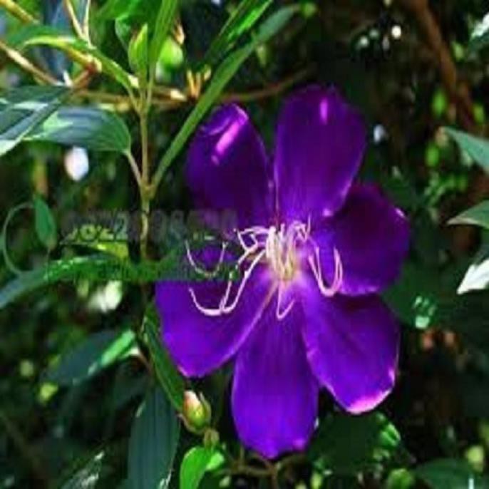 Chậu hoa sim tím thái lan siêu đẹp