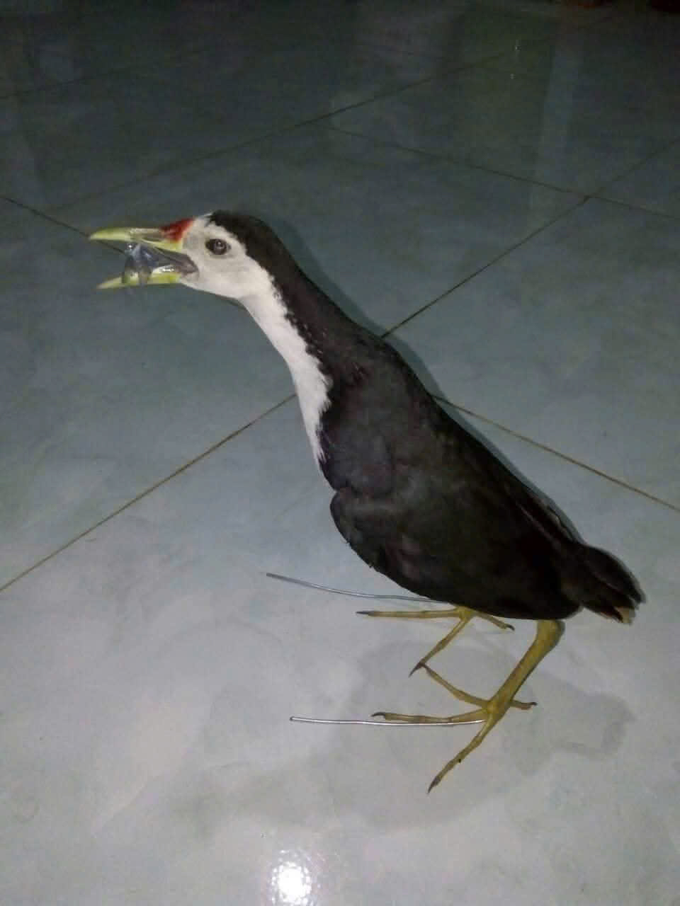 Quốc giả Chim mồi giả