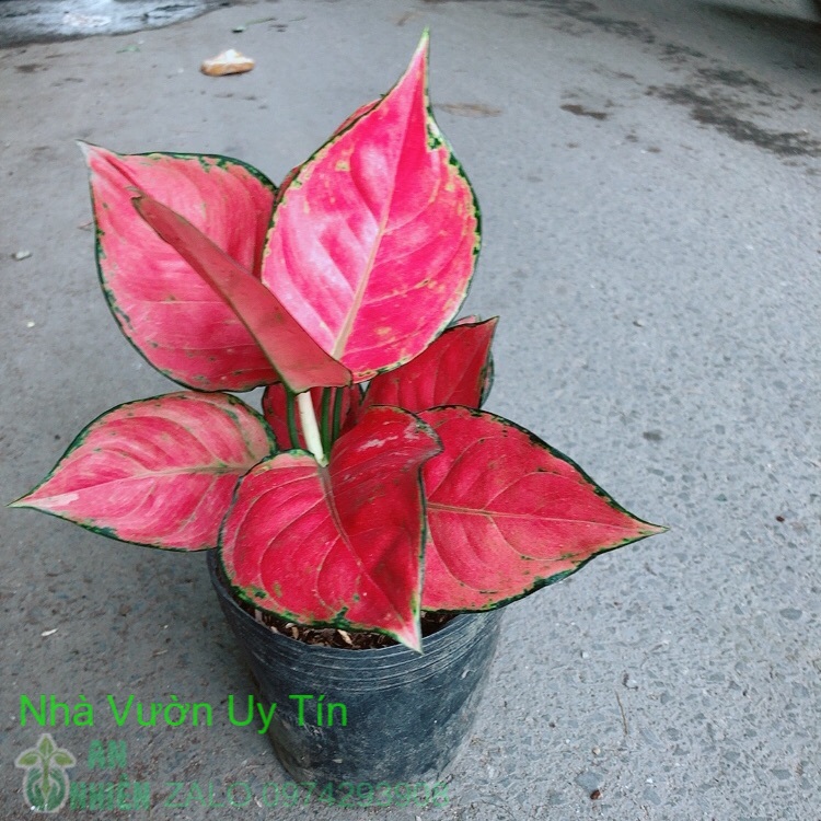 Vạn lộc đỏ