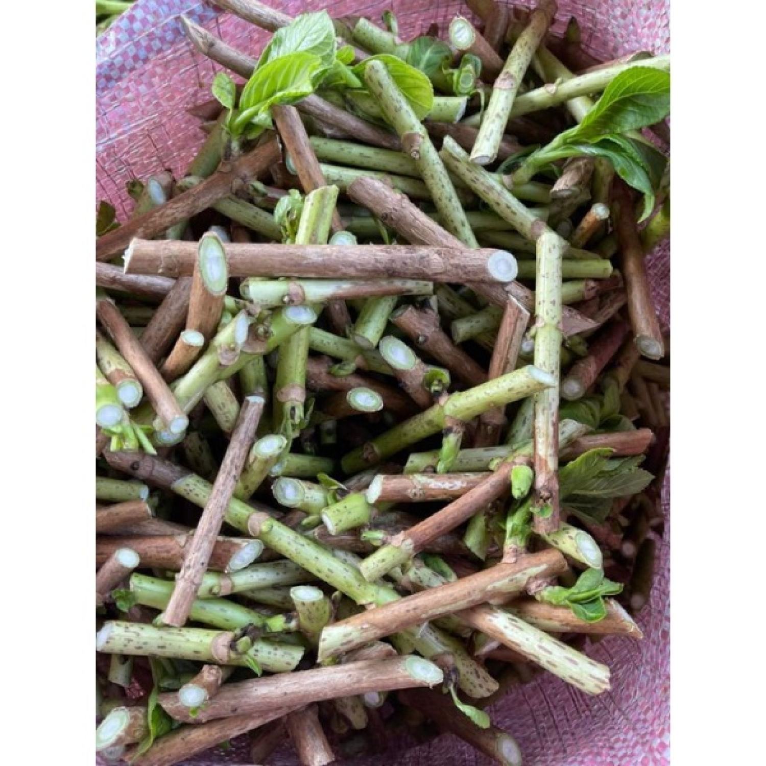 Hom giống hoa Cẩm tú cầu