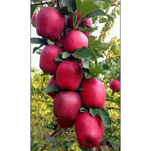 cây giống táo đỏ nhật bản