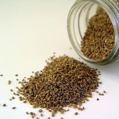 Hạt cần tây Celery seed 1 Kg