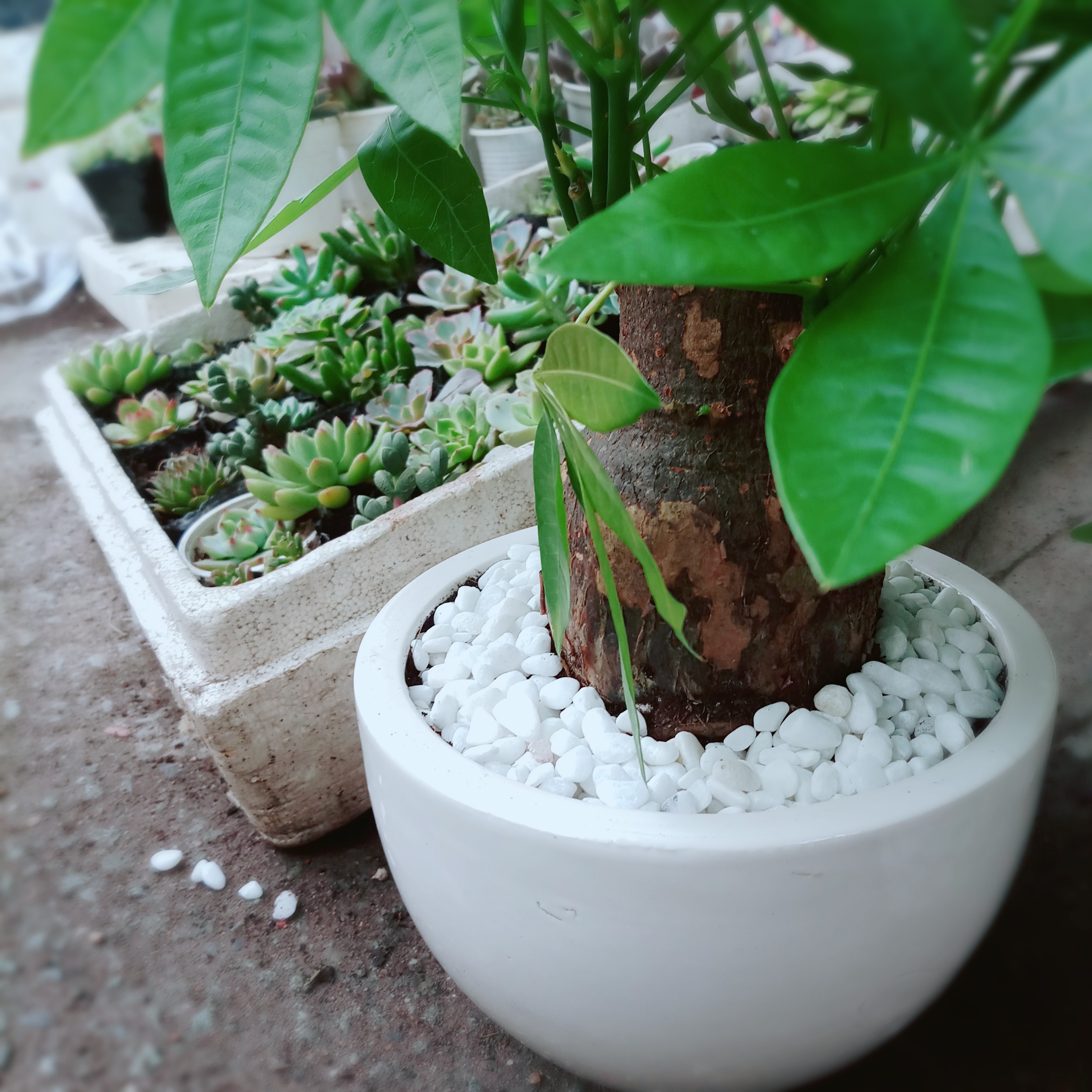 Chậu cây kim ngân 1 thân lớn