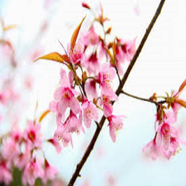 CÂY GIỐNG MAI ANH ĐÀO NHẬT BẢN, CAM KẾT GIỐNG CHUẨN NHẬP KHẨU