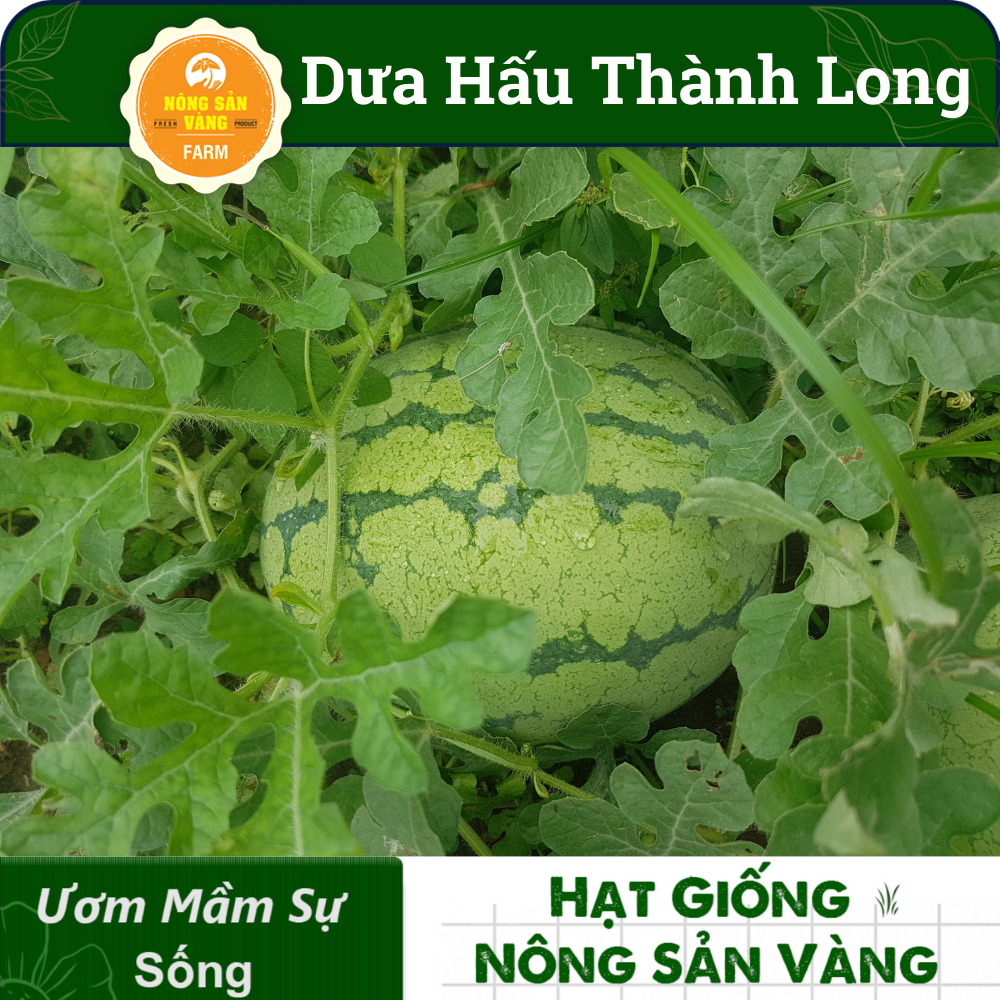 Hạt Giống Dưa Hấu Thành Long (Dưa Mĩ) ( Gói 10 Hạt), siêu ngọt, siêu ngon - Nông Sản Vàng