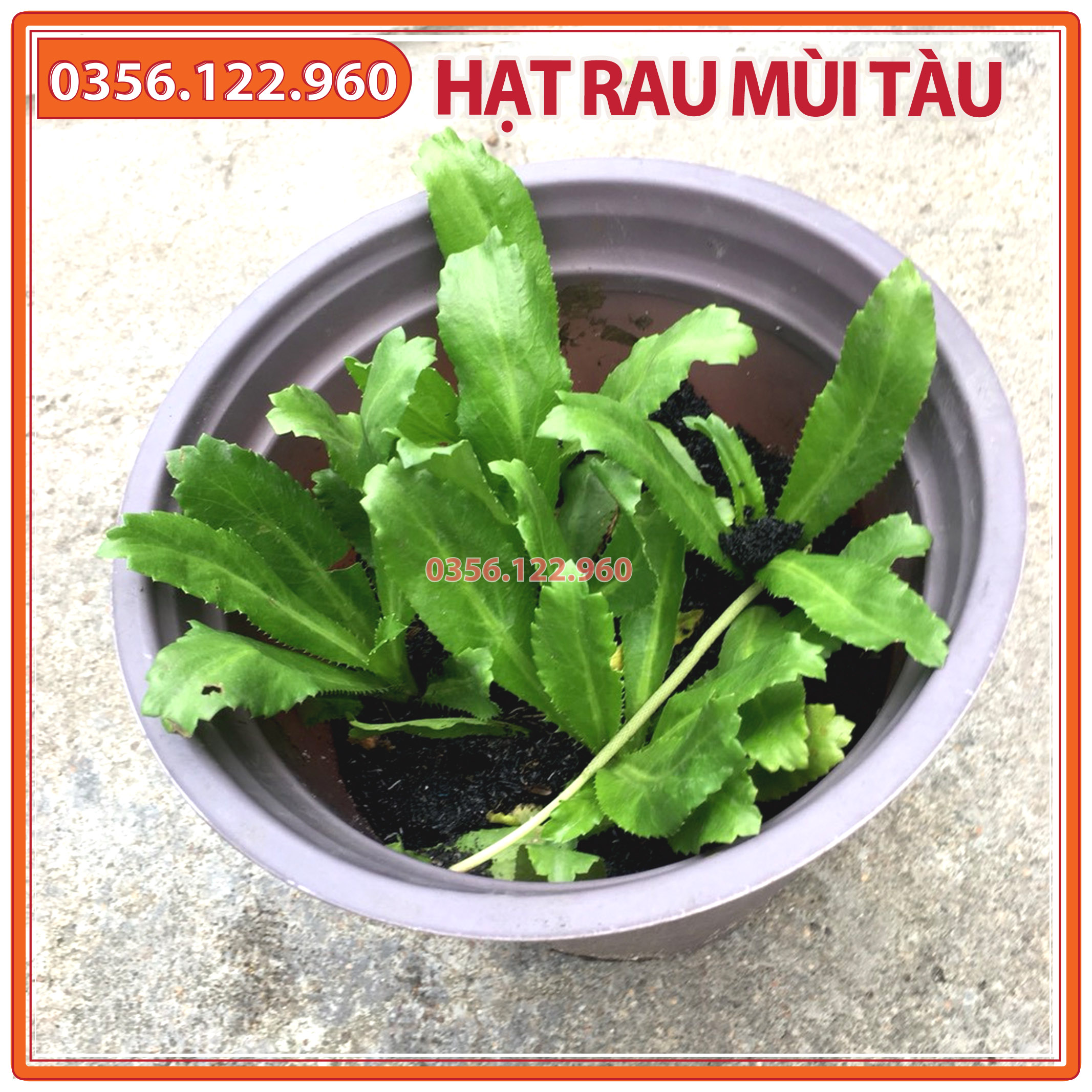 5gr Hạt giống rau ngò gai (mùi tàu, ngò tây, răng cưa)