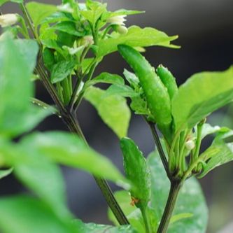 Hạt Giống Ớt Hiểm Sai Trái (20 Hạt)