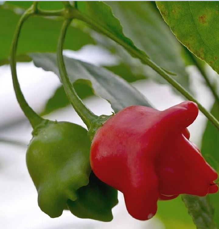Hạt giống ớt chuông gió ( ớt hoa hồng ) - gói 30 hạt