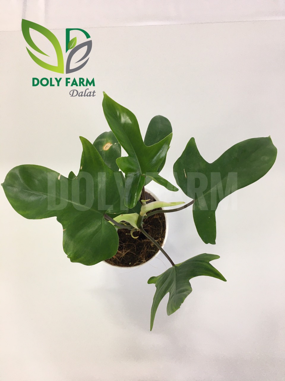 Trầu bà cánh én - Philodendron florida ghost