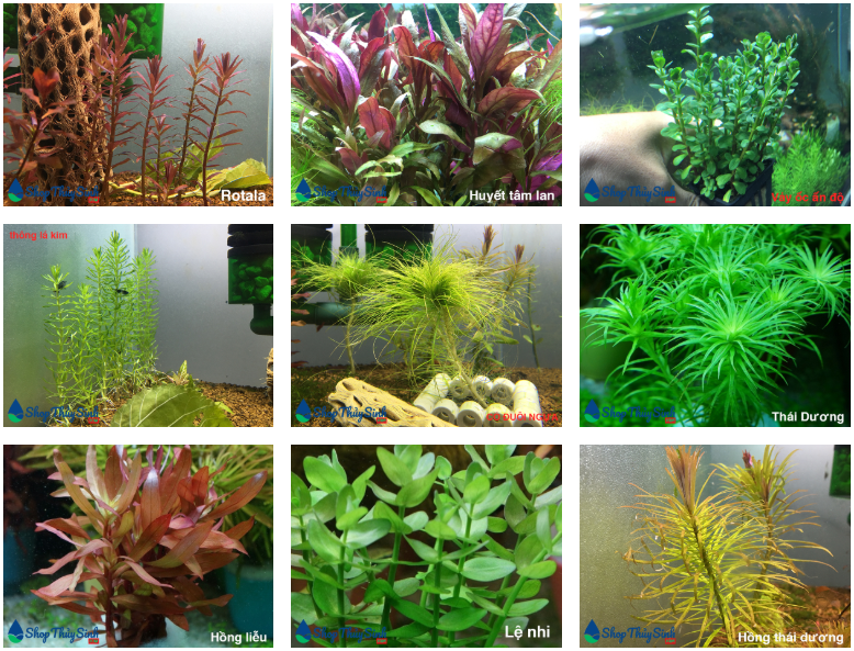 Cây thủy sinh cắt cắm dễ trồng, không cần Co2