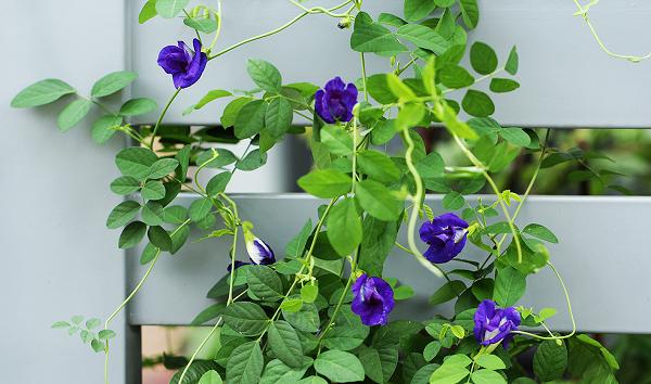 Cây giống hoa đậu biếc - CayGiongTot