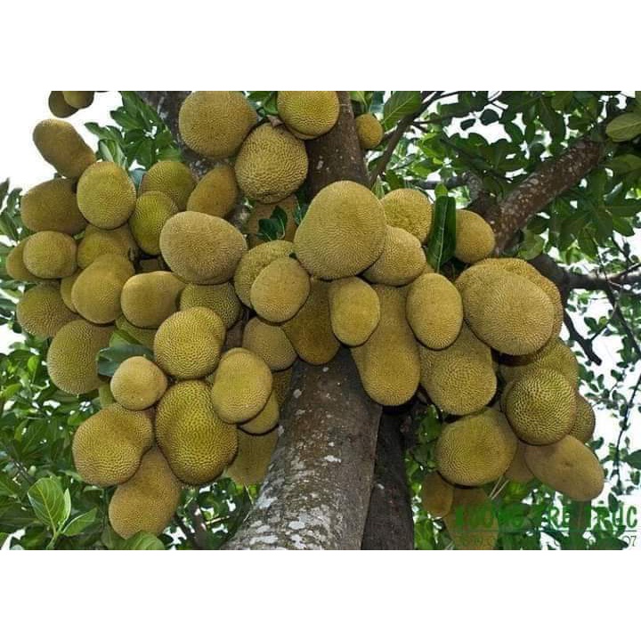CÂY GIỐNG MÍT DAI MẬT ỐNG ( CHUẨN GIỐNG CÂY GHÉP)