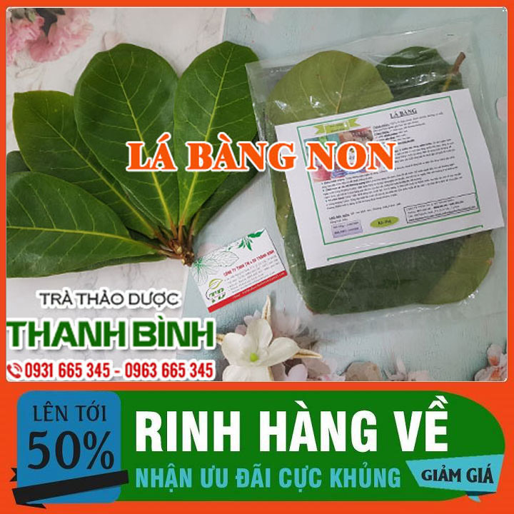 Lá bàng tươi 1kg - dược liệu thanh bình