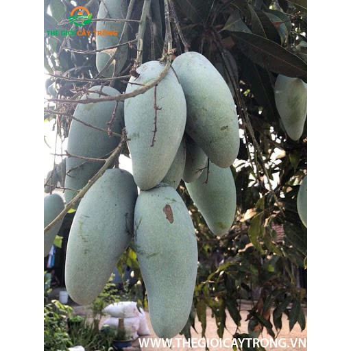 [ Xả - Cắt Lỗ] Cây Xoài Thái