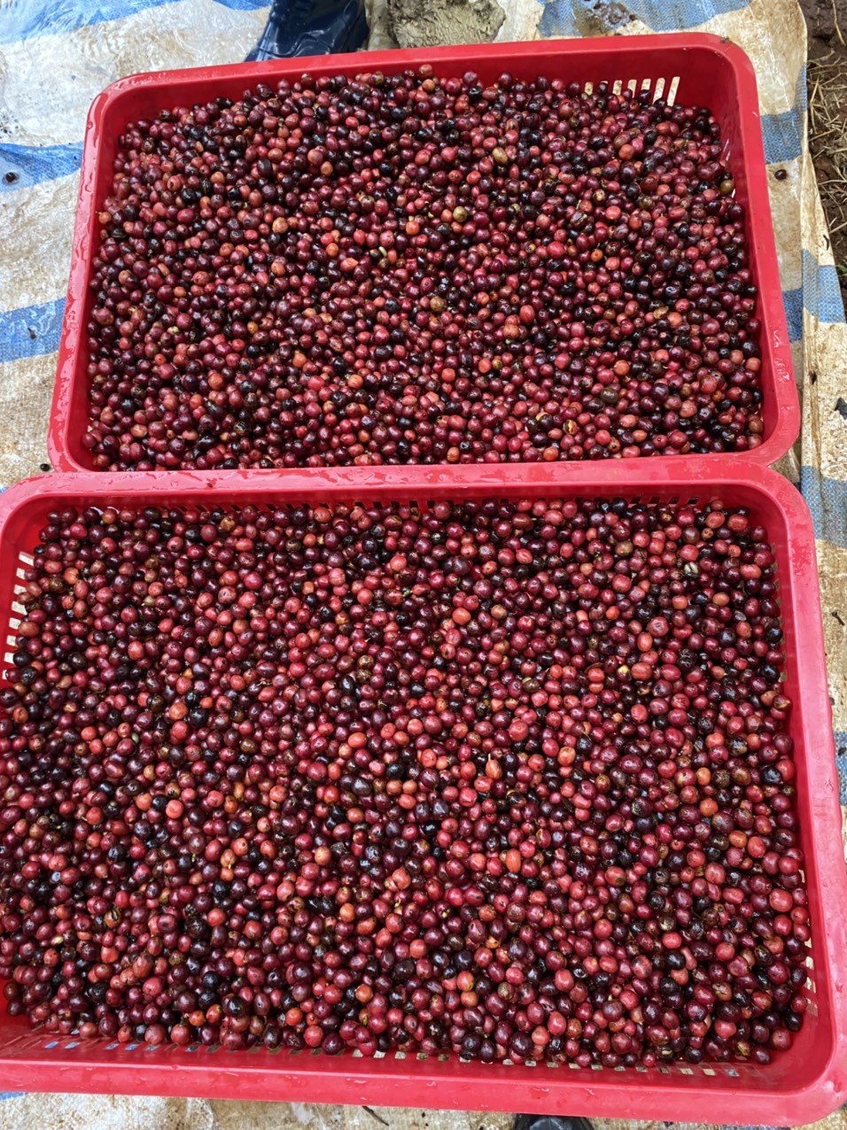 500g CÀ PHÊ MỘC ROBUSTA - DẠNG BỘT- 100% NGUYÊN CHẤT