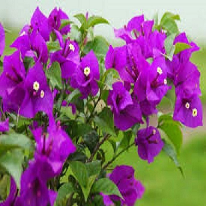 CHẬU HOA GIẤY giống ĐỦ MÀU