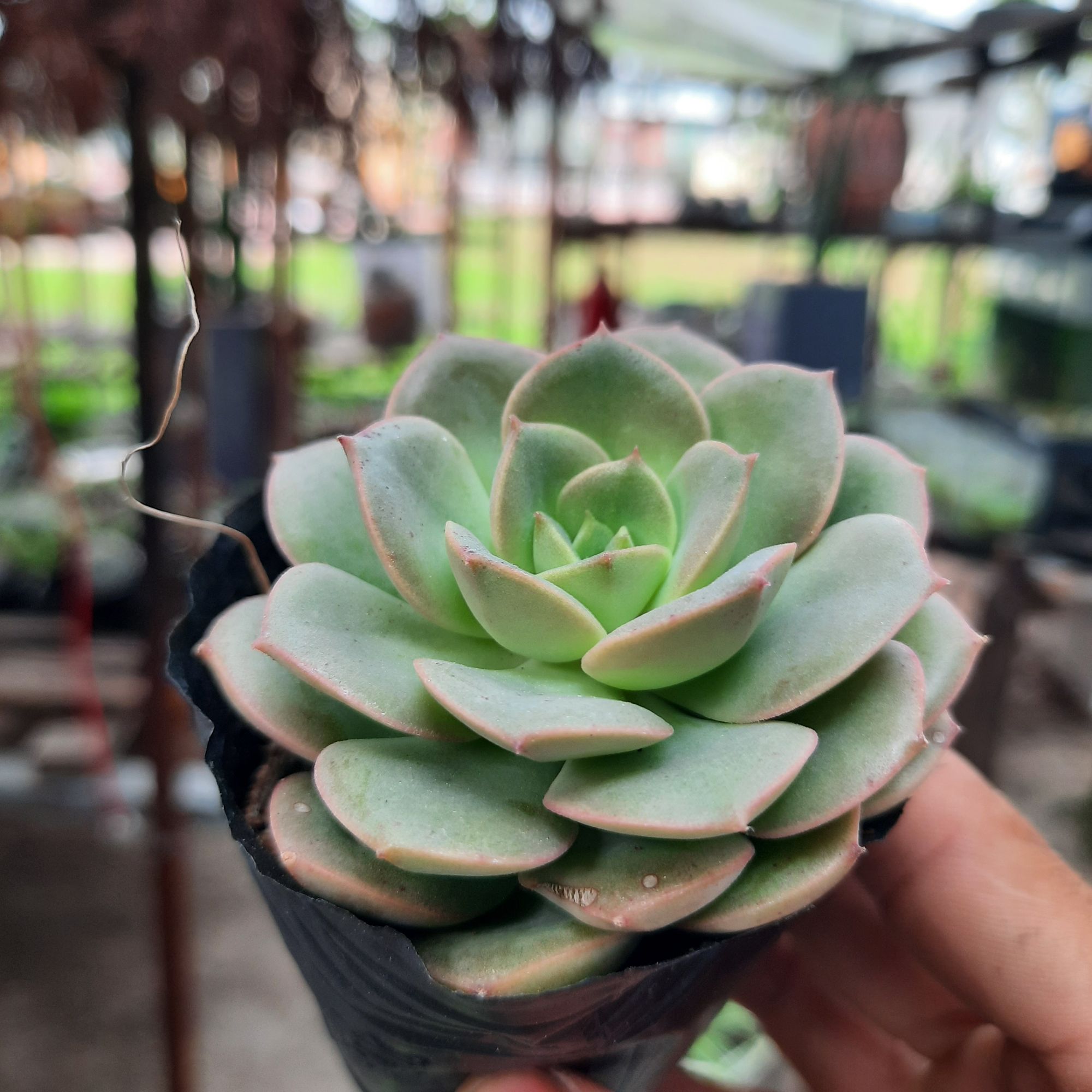 Sen đá ngẩu nhiên ( Tặng kèm 0.2gam đất )