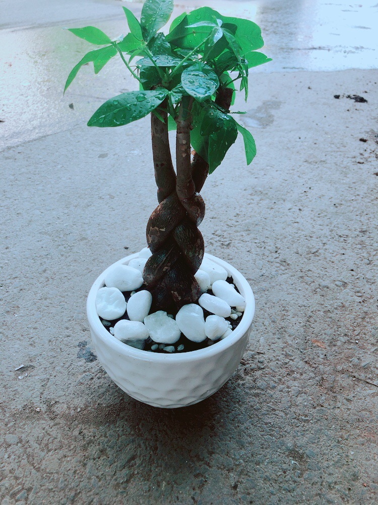 Chậu Kim Ngân Thắt Bính 3 Thân