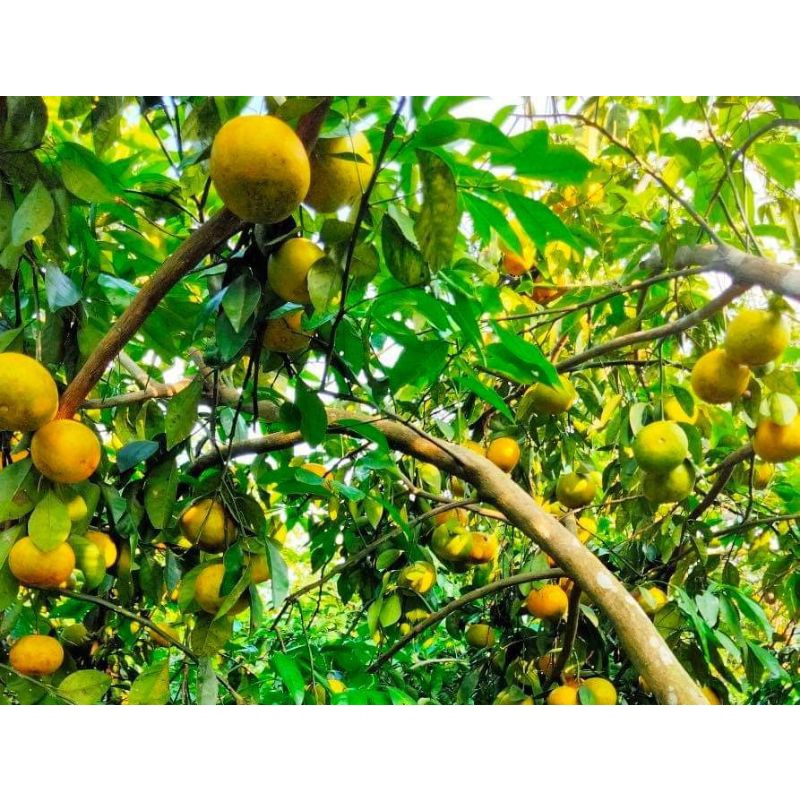 CÂY GIỐNG QUÝT ĐƯỜNG ÔN CHÂU (SIÊU SỚM)