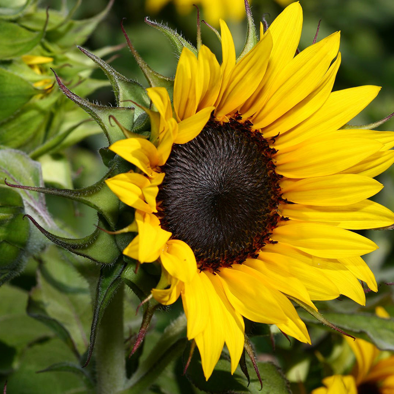 Hạt giống hoa Hướng Dương vàng thân cao PTP75 | Phởms Market