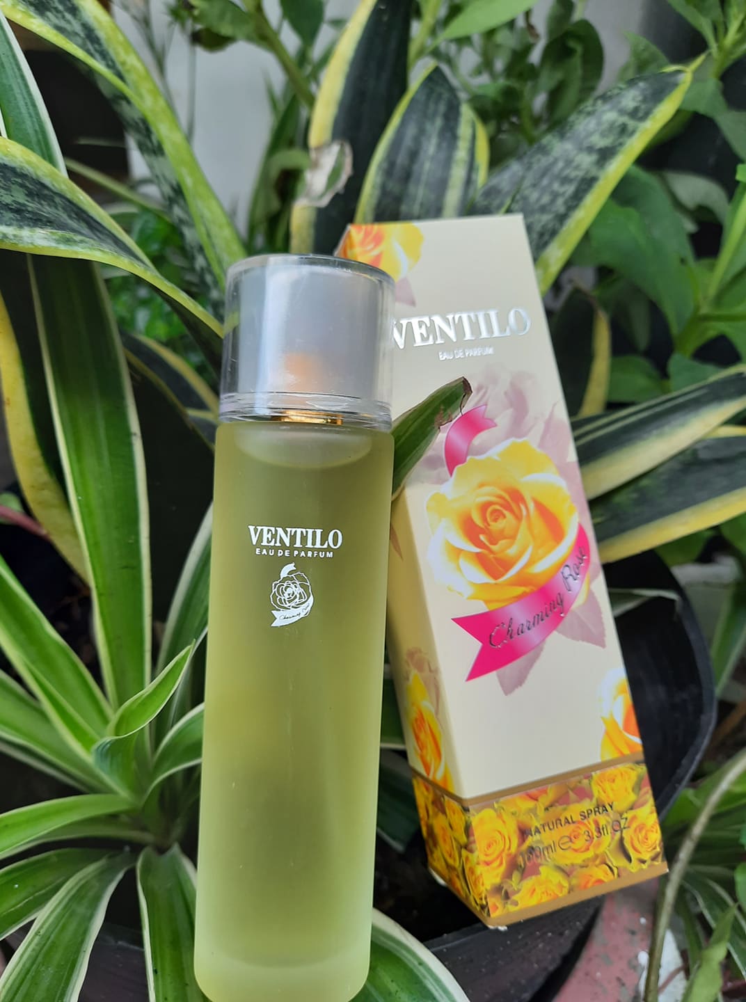 Nước hoa ventilo charming rose hương hoa thơm cực lâu