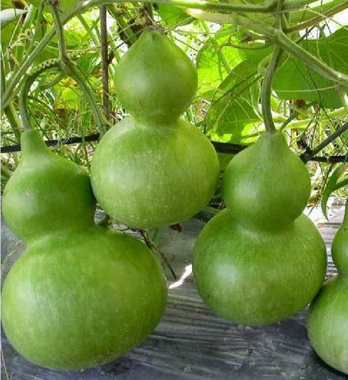 Hạt giống bầu hồ lô leo dàn(gói 5 hạt)