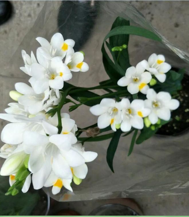 White South African Orchid Bulbs (1 Bulb with 1 Seedling Capsule)
