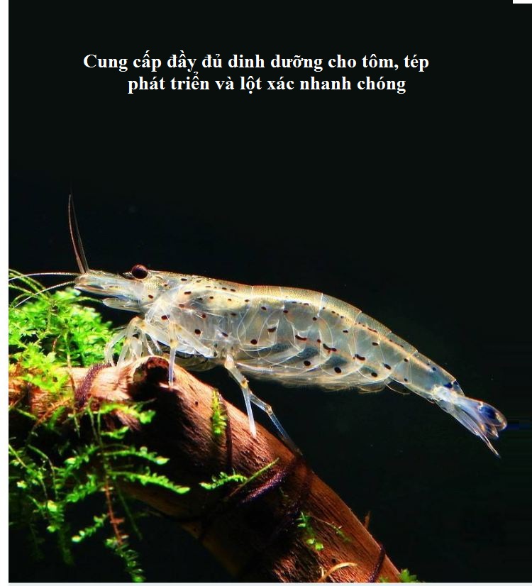 Gốm vuông nhiều lỗ đồ chơi cho cá, tôm, tép