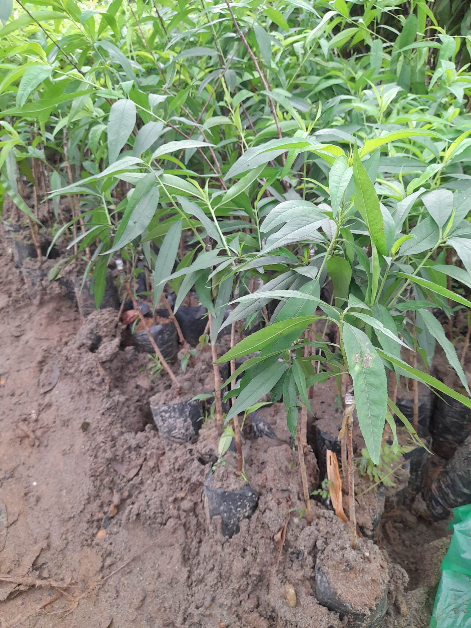 Giống Đào Nhật Tân-Cây Ăn Trái+Tặng kèm phân bón