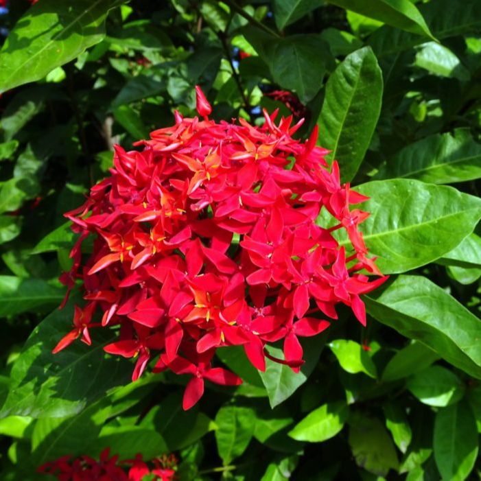 Cây hoa Mẫu Đơn, Hoa Trang