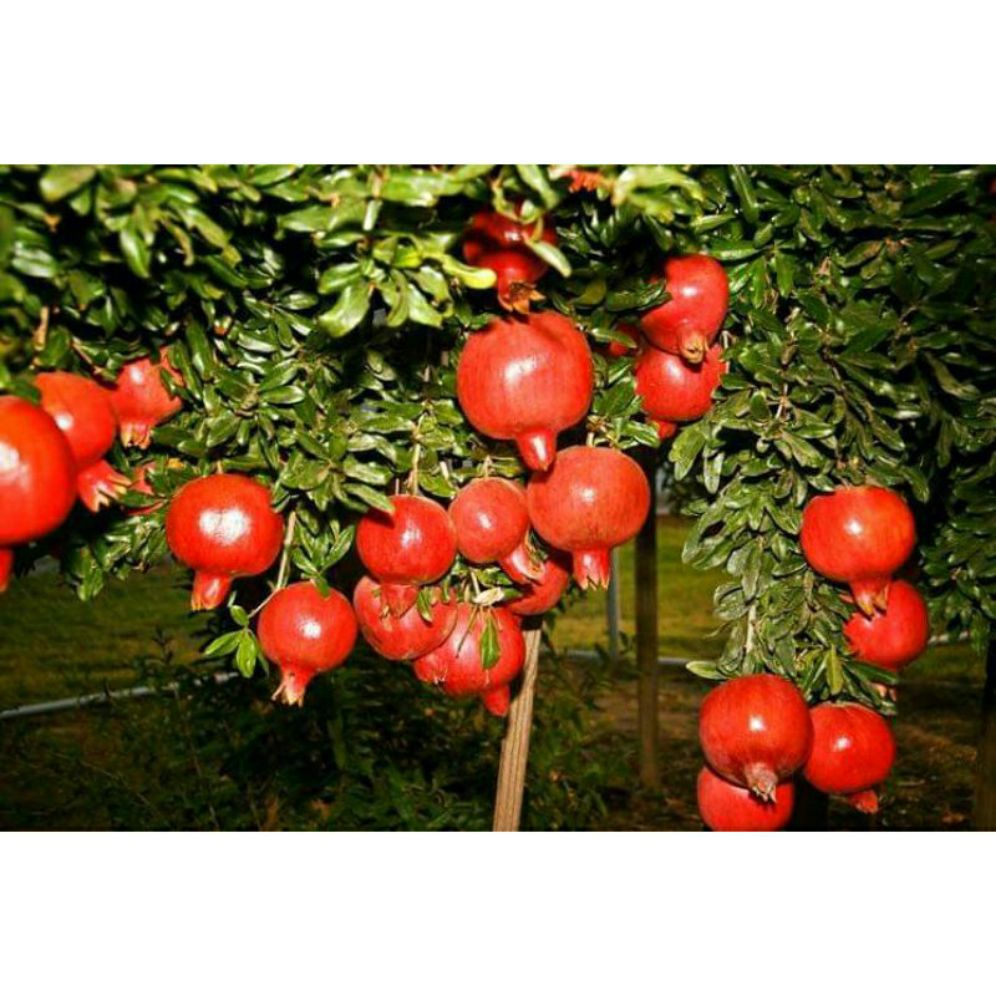 Cây giống lựu đỏ ấn độ