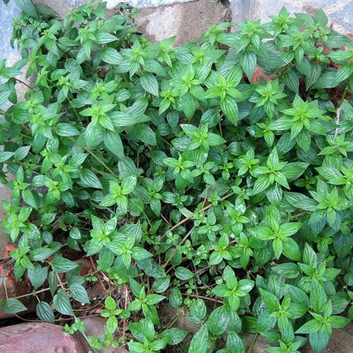 10 cây giống bọ mắm